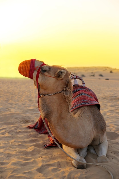 Фото Верблюд в вязаной оранжевой мордочке лежит в пустыне