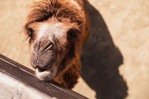 the camel is fed at the petting zoo