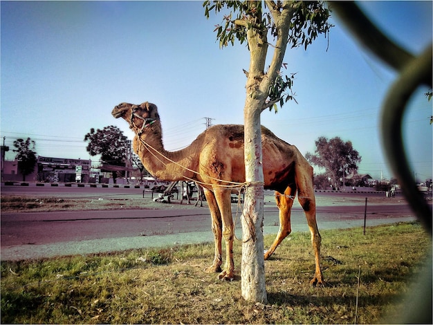 A camel is standing in the grass and the tree is next to it.