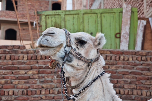 Camel in Luxor on the Nile river in Egypt