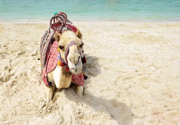 Cammello sdraiato sulla spiaggia di dubai