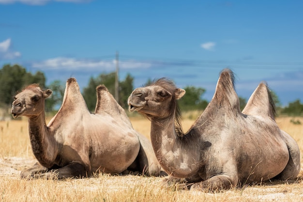 Photo camel on meadow in oland