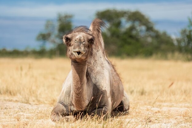 Photo camel on meadow in oland