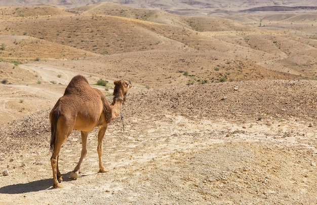 イスラエル、ネゲブ砂漠のラクダ