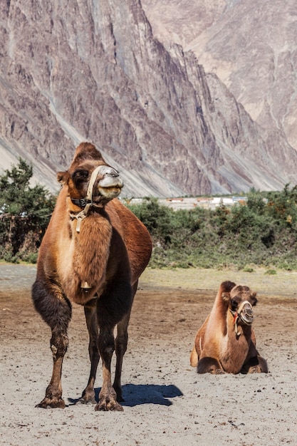 Camel in Nubra vally Ladakh