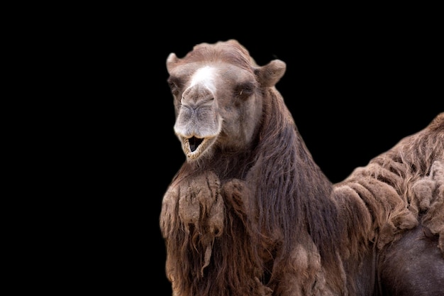 Camel a portrait on a black background