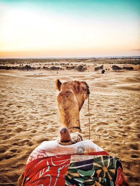 Photo camel relaxing at desert