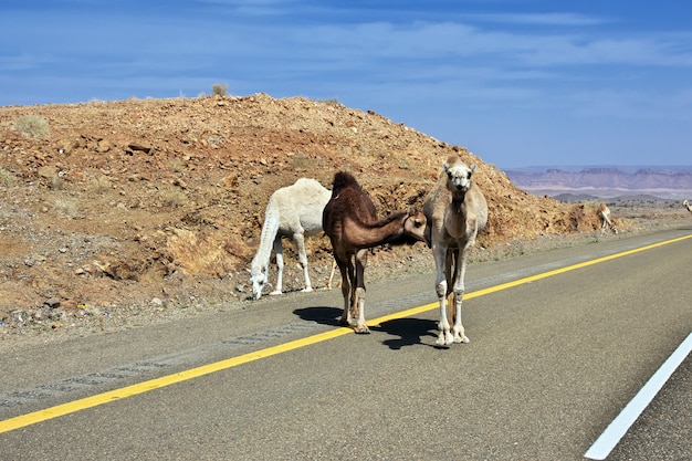 サウジアラビアの山の道路上のラクダ