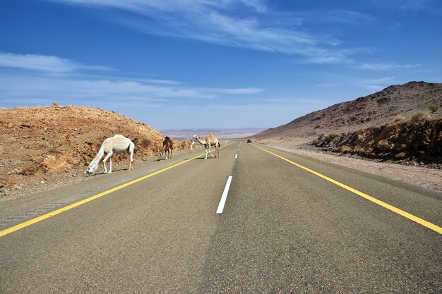 サウジアラビアの山の道路上のラクダ