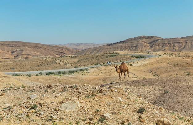 ラクダとイスラエルのネゲブ砂漠の道路