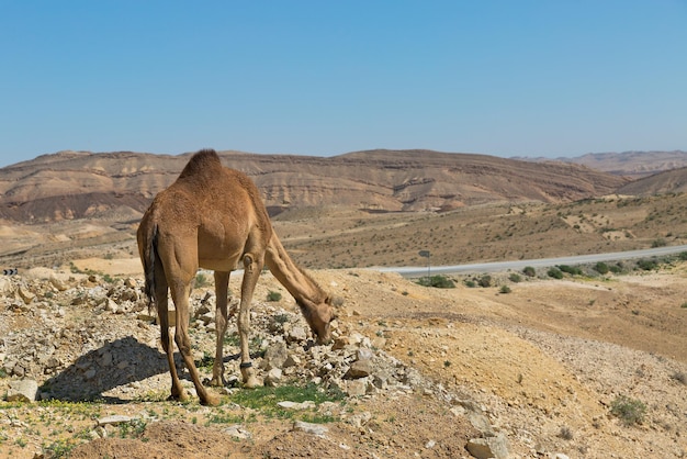 ラクダとイスラエルのネゲブ砂漠の道路