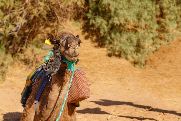 Cammello nel deserto del sahara, in marocco