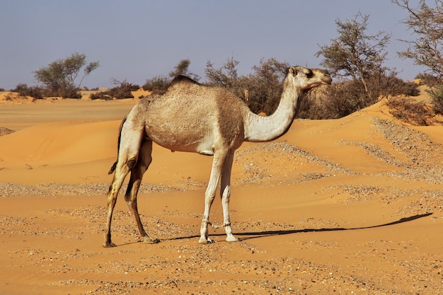 Camel in Sahara desert in Sudan, Africa