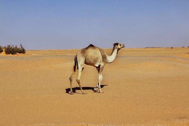 The camel in Sahara desert of the Sudan