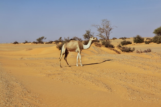 The camel in Sahara desert