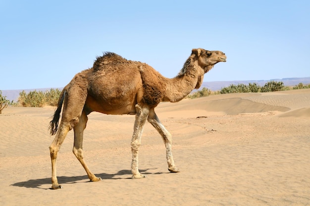 サハラ砂漠のラクダ