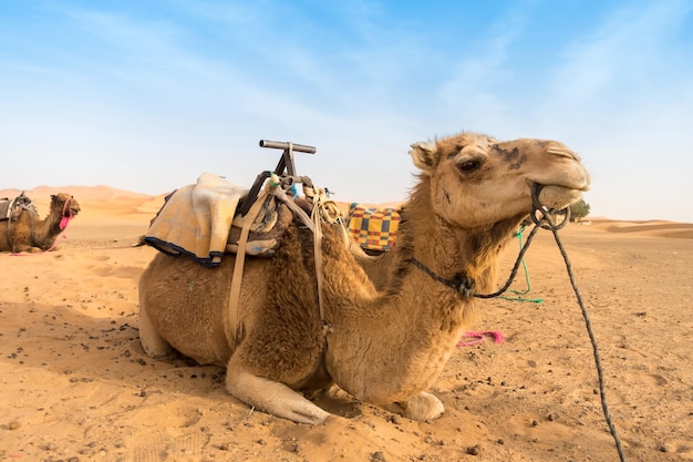 camel sitting on desert against sky