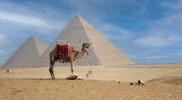 Стоящий верблюд и на заднем плане пирамиды Египта
