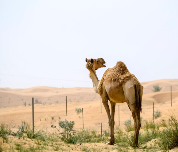 Foto cammello in piedi sulla sabbia contro un cielo limpido