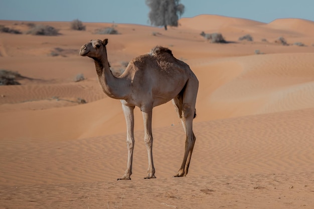 A camel stands in the desert