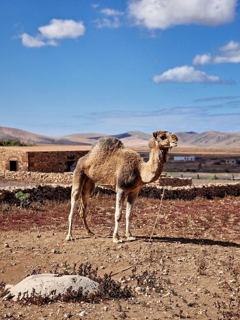 A camel stands in a field with mountains in the background.