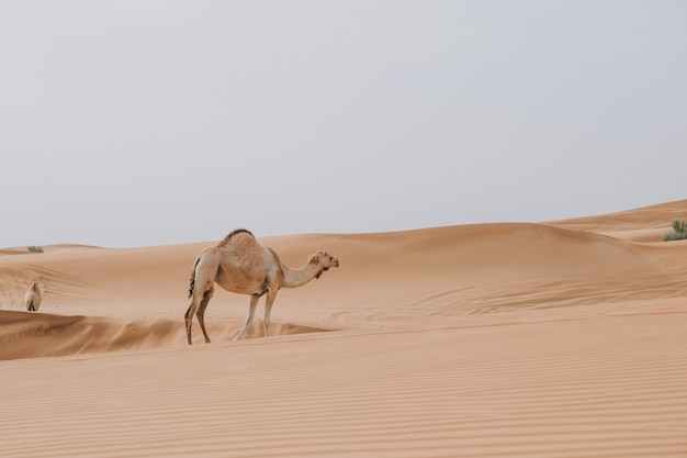 Camel walking in the desert