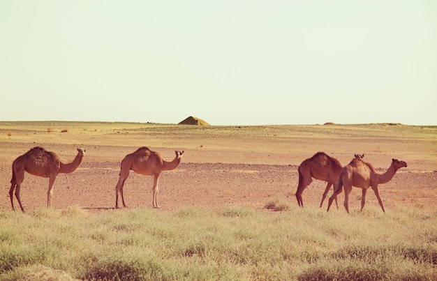 Camel in warm desert in the Sudan, Africa. Conceptual travel background.