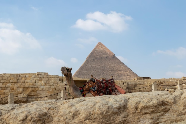 이집트 카이로에 있는 기자의 위대한 피라미드 앞에 앉아 있는 화려한 옷을 입은 낙타 동물 학대 및 학대 개념