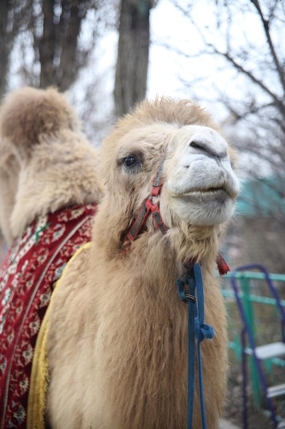 Photo a camel with a red cloth on its neck