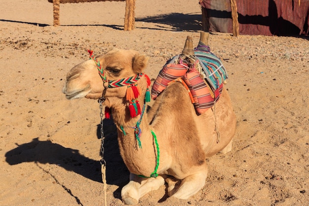 Camel with traditional bedouin saddle in Arabian desert, Egypt