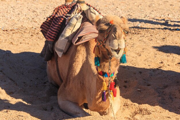 Camel with traditional bedouin saddle in Arabian desert Egypt