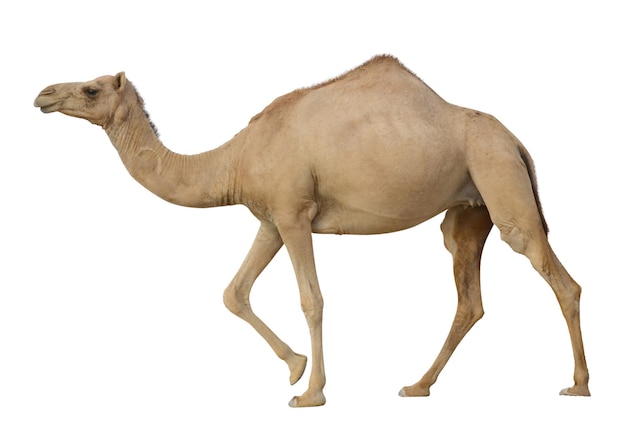 Photo camel