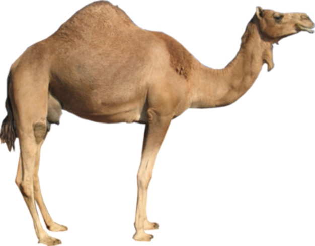 Photo camel