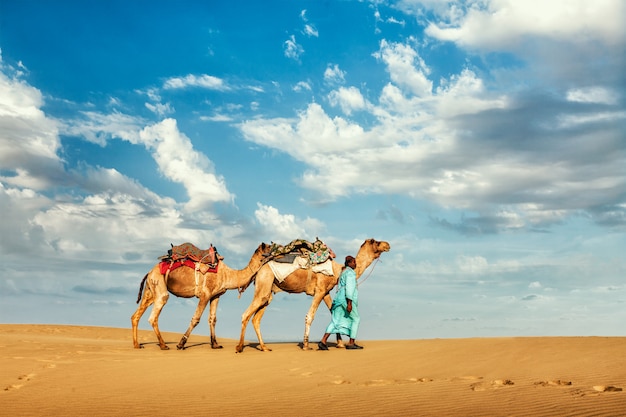 Cameleer kameel chauffeur met kamelen in rajasthan, india