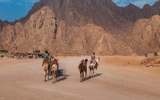 Cameleers on the road in the desert