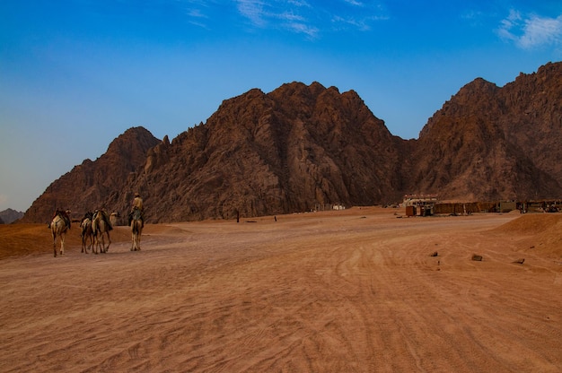 Cameleers on the road in the desert