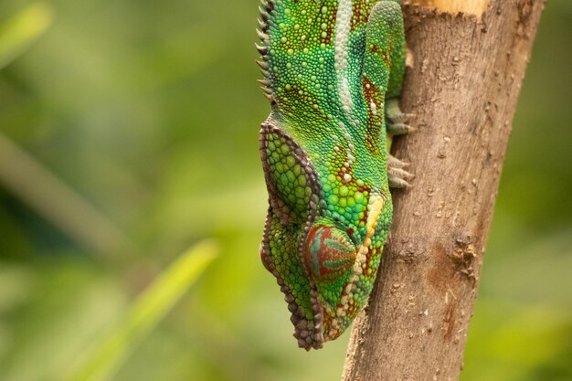 Photo cameleon on his way