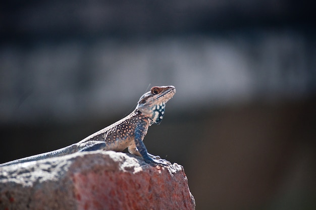 写真 カメレオン