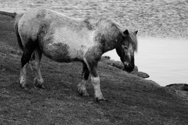 Photo camelford pony