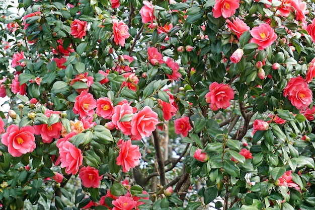 camelia achtergrond