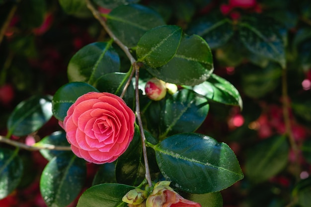 Camellia bloem met bladeren achtergrond in de natuur Kopieer de ruimte