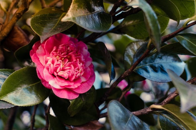 Camelia in fiore in primavera.