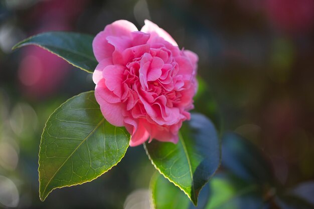 春に咲く椿の花咲き