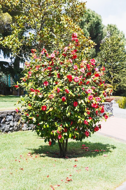 Camellia bush with pink flowers in spring day