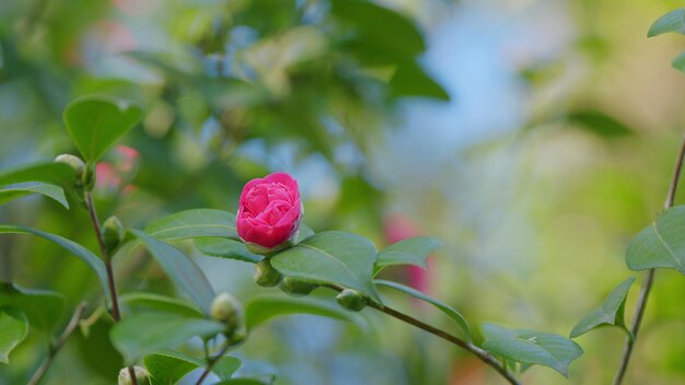 Camellia flower bud blooms on an evergreen spring shrub camellia bush flowering during spring