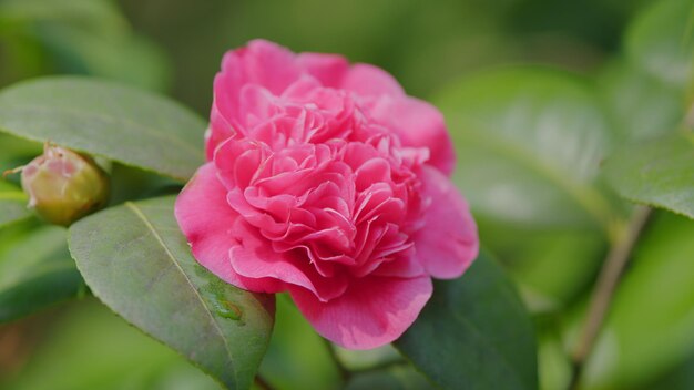 Camellia flower bud blooms on an evergreen spring shrub camellia bush flowering during spring