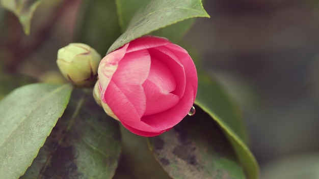 Camellia flower bud blooms on an evergreen spring shrub camellia bush flowering during spring