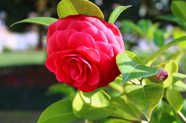 A camellia flower is blooming in a garden.