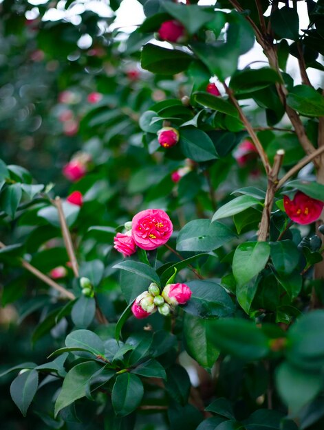 Foto camellia japonica bloeiende plant in de tuin