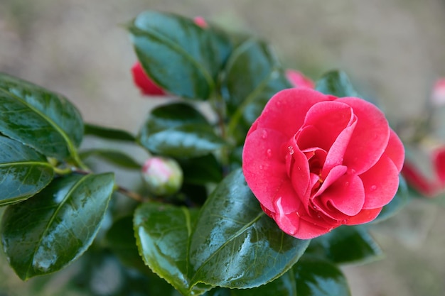 Foto camellia japonica o comune fiore rosso camelia nel design del giardino